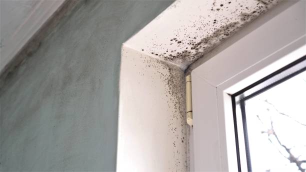 Best Preventive Mold Services in North Belle Vernon, PA