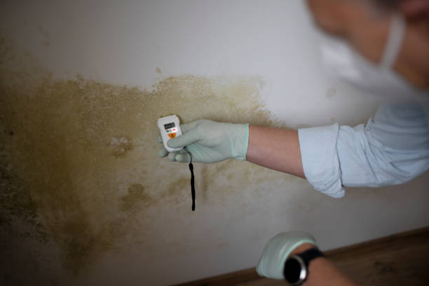 Best DIY Mold Remediation Support Services in North Belle Vernon, PA
