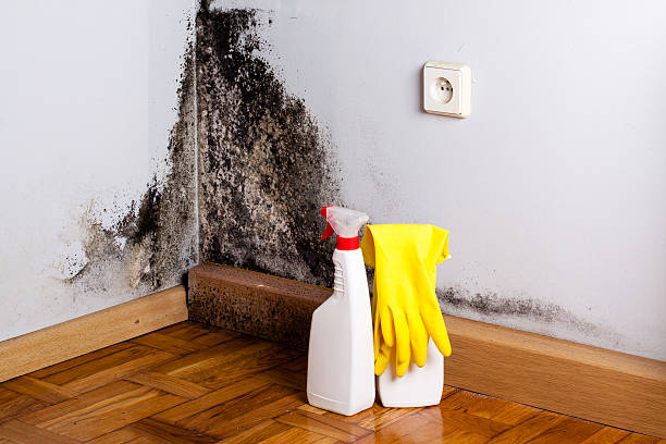 Professional Mold Remediation in North Belle Vernon, PA