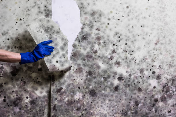 Best Kitchen Mold Remediation in North Belle Vernon, PA