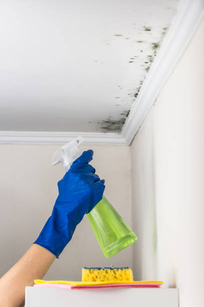 Best Insurance-Related Mold Remediation in North Belle Vernon, PA